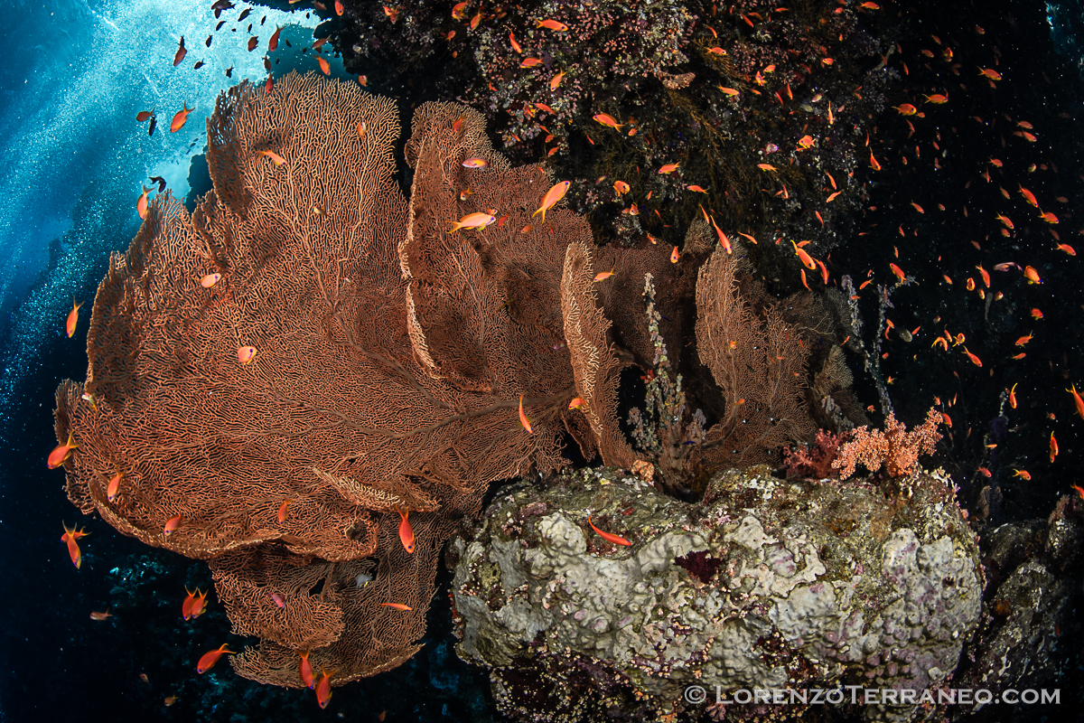 Gorgonie e Anthias - Mar Rosso