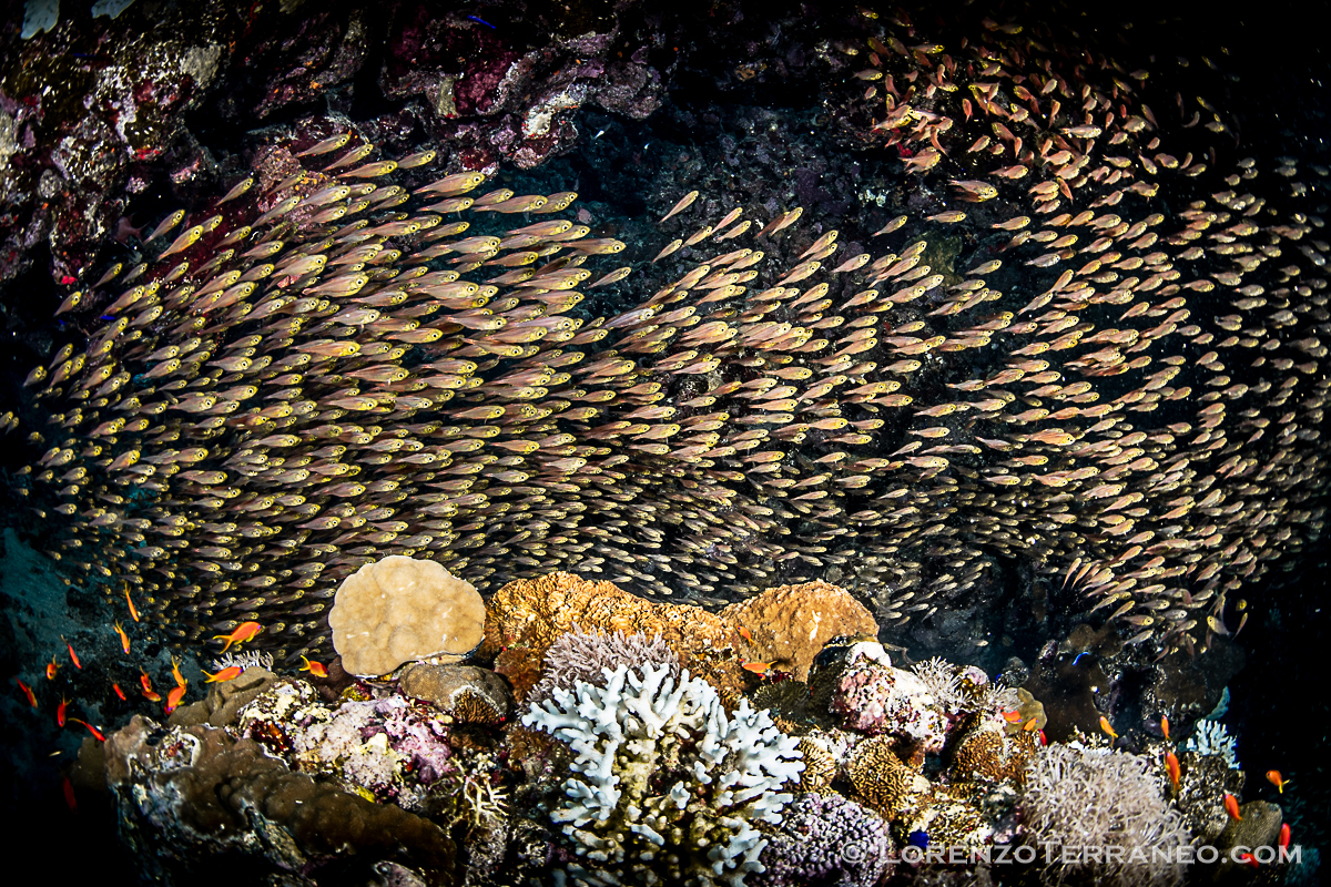 Glass fish in cave - Mar Rosso - fish eye